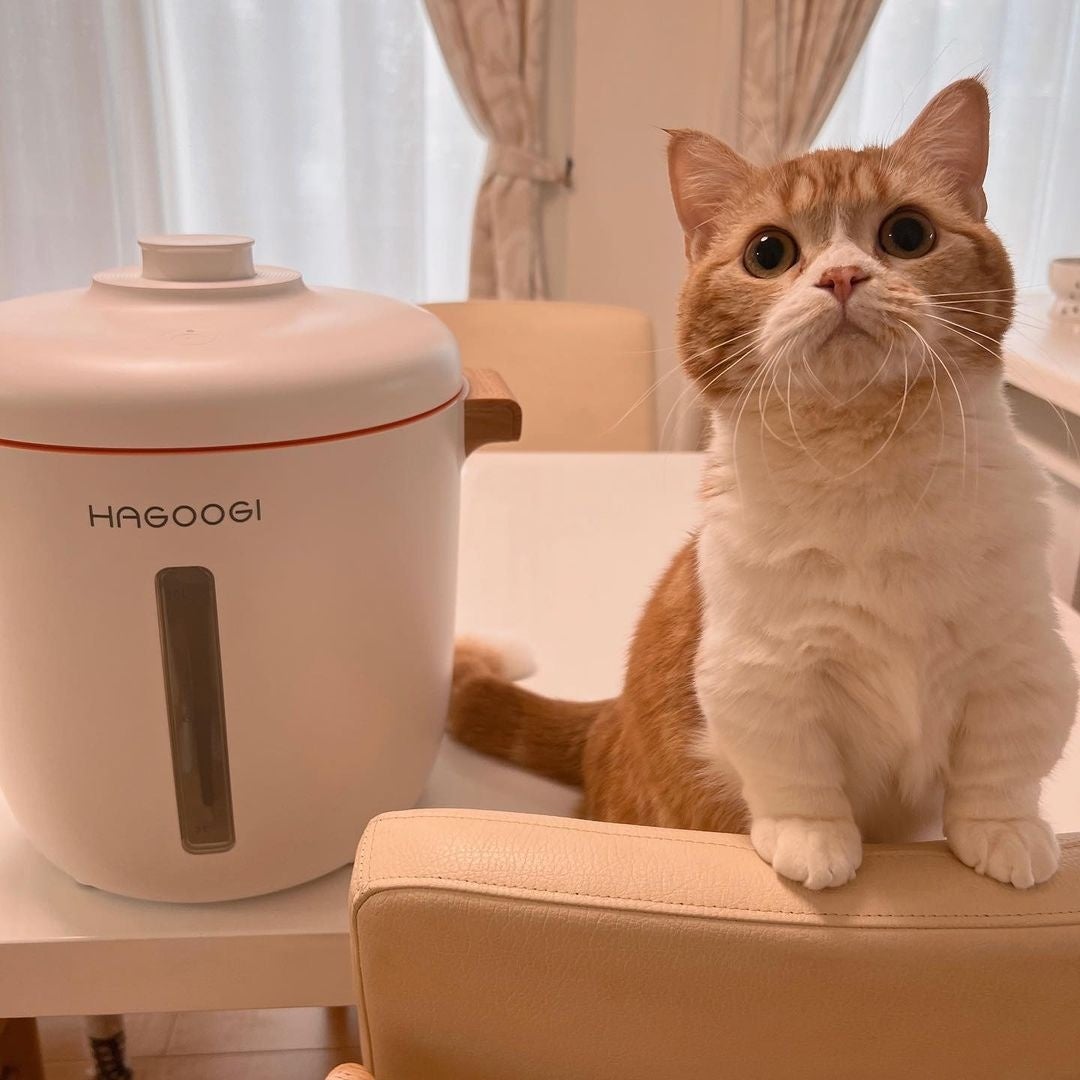 @ころんKoron Koron