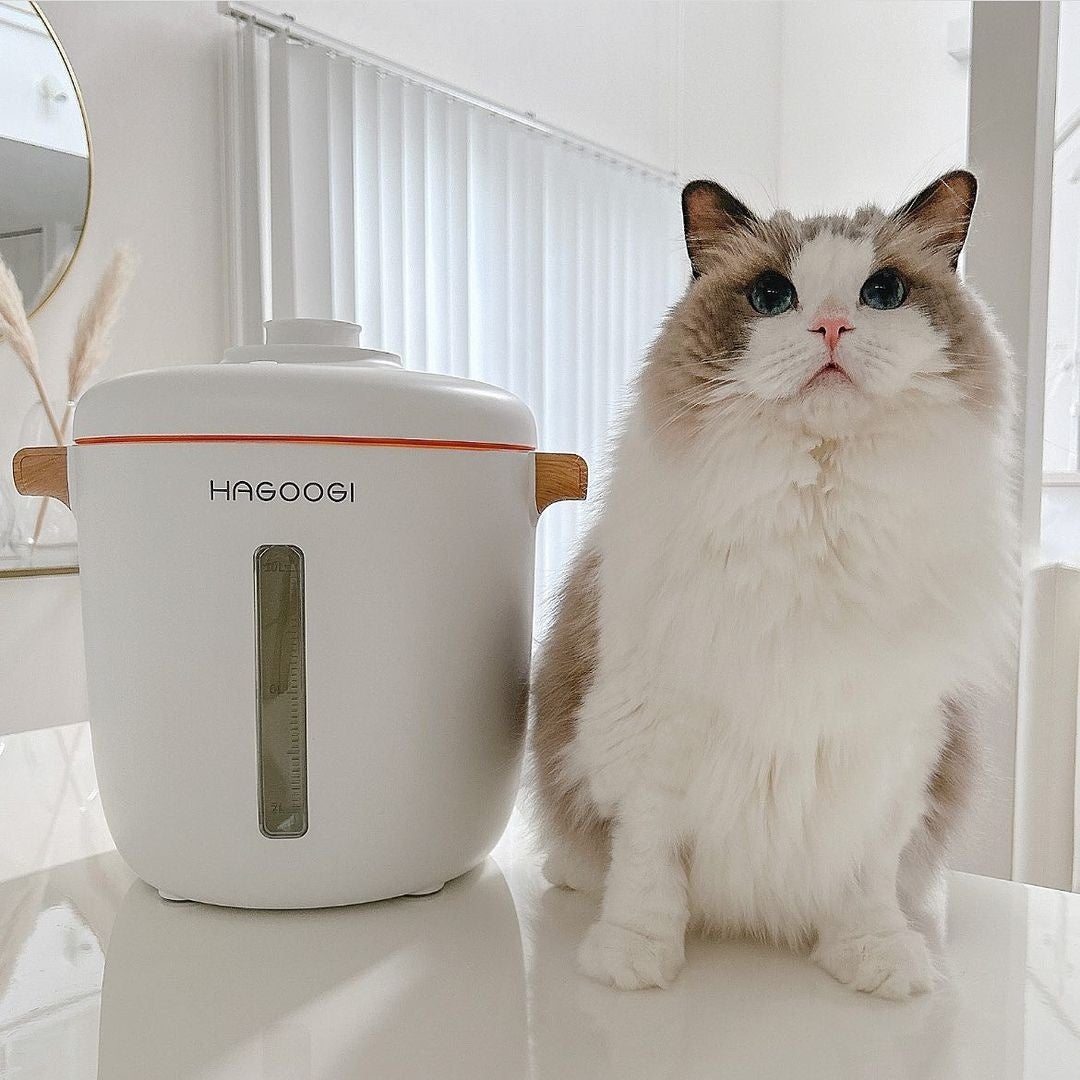 ＠meria_liria_ragdolls　Meria