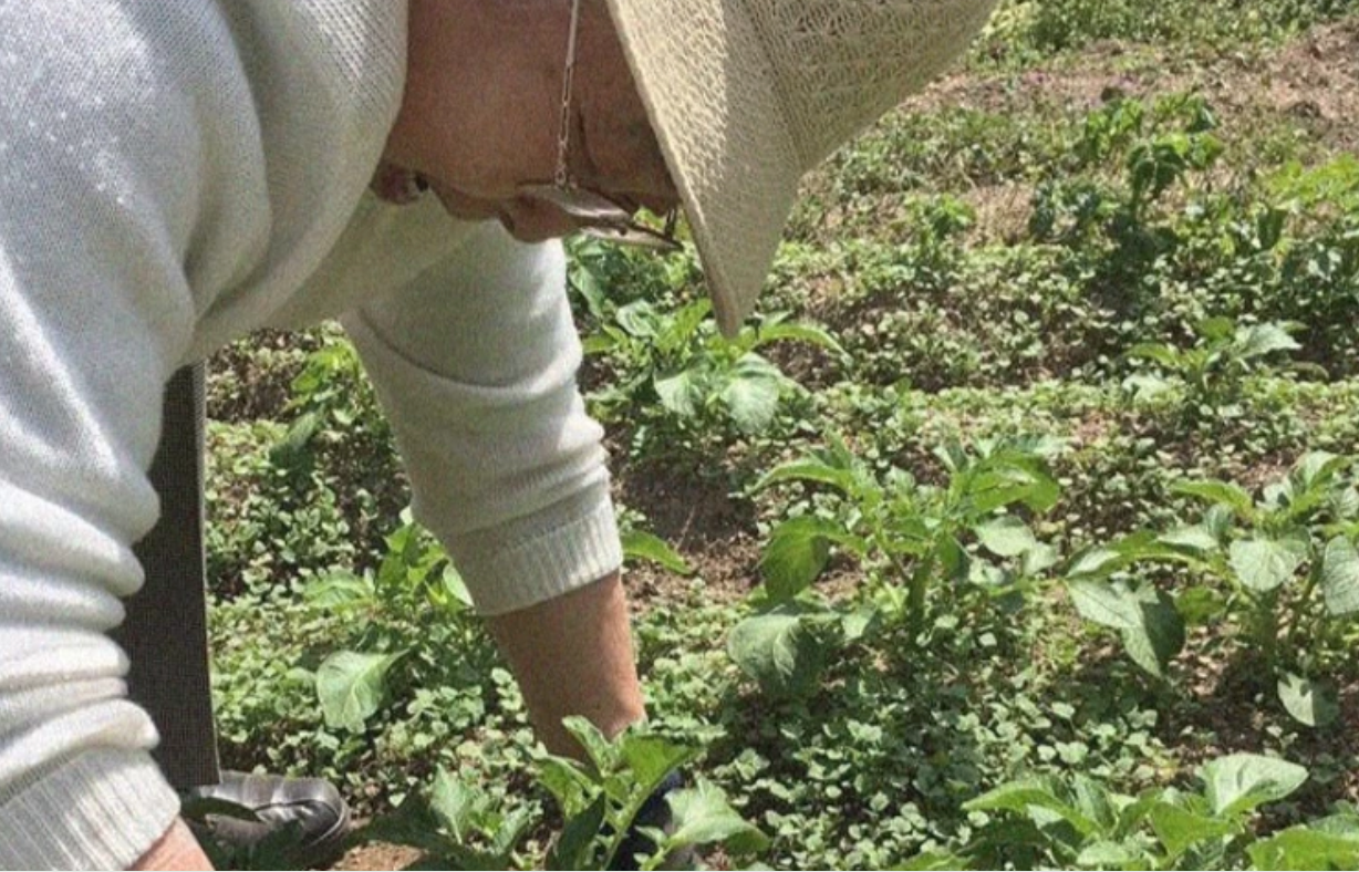 大橋マキさん代表の一般社団法人はっぷでは、園芸療法を用いた認知症ケアや農福連携にも取り組んでいる