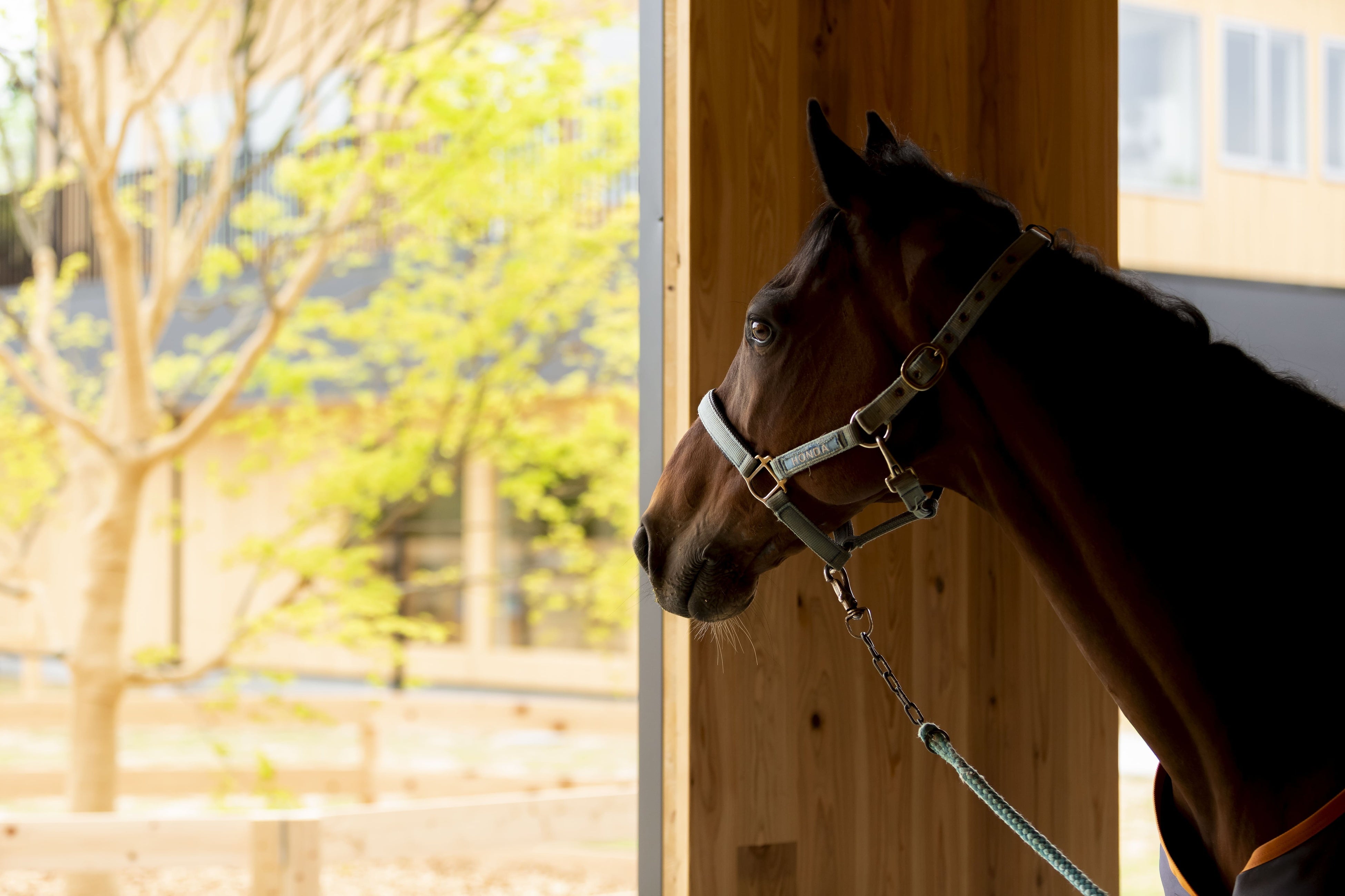 TCC Japan イメージ