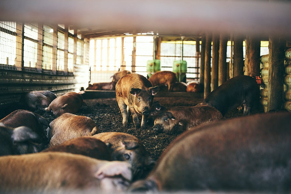 贅豚　飼育風景