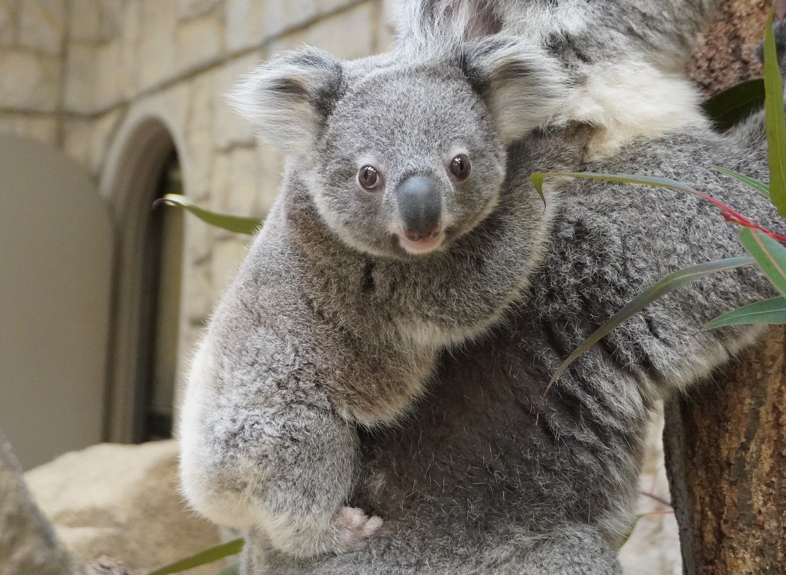 ししお（オス）