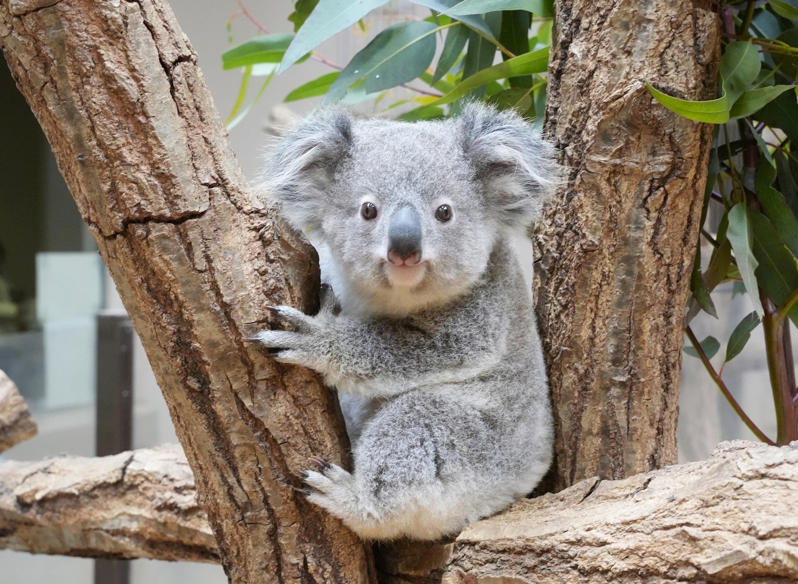 ブラザー、東山動植物園で開催されたコアラの赤ちゃんの命名式に協力 | ブラザー工業株式会社のプレスリリース