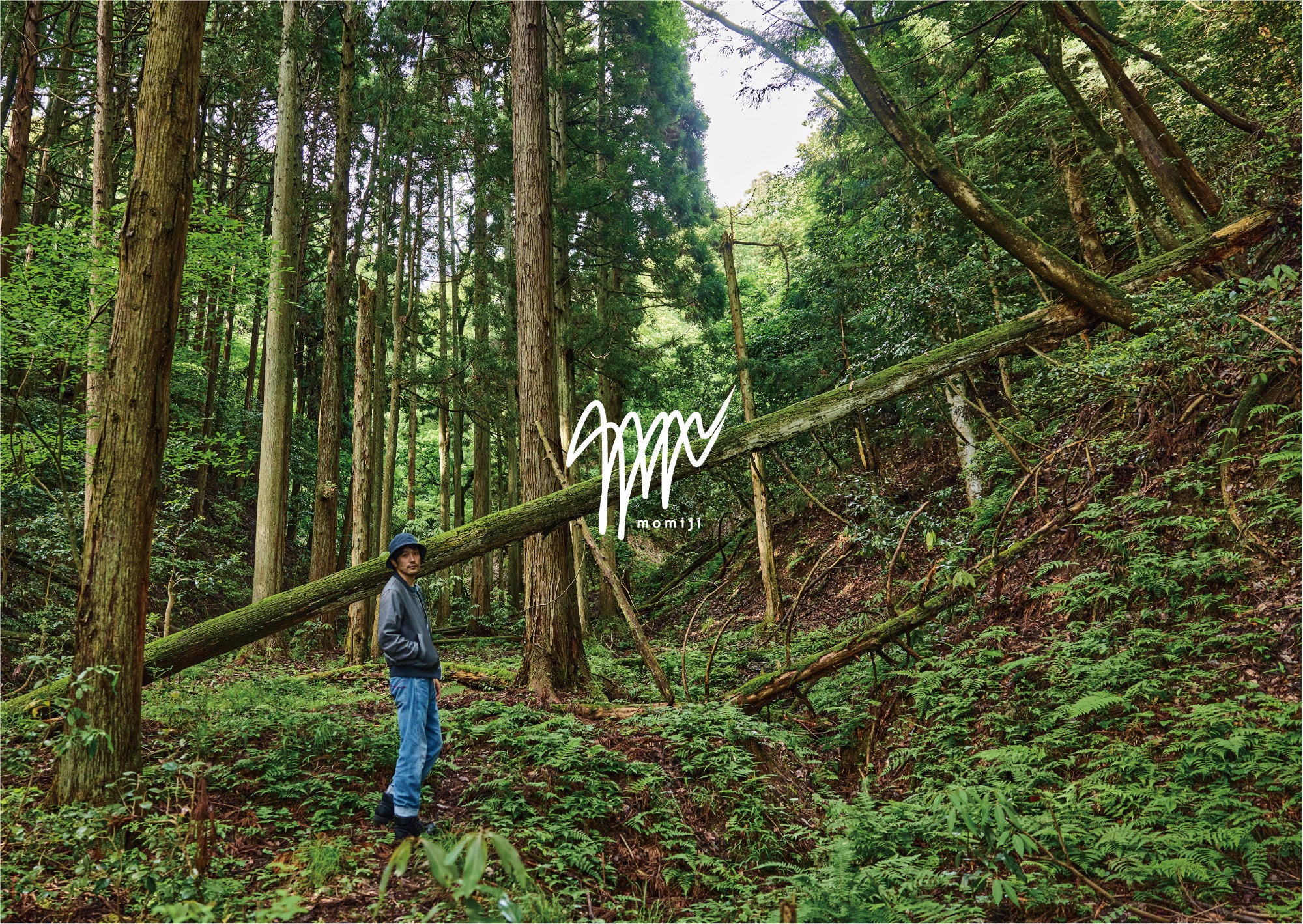 唯一。。山採りモミジ。。 楽天市場】山採り【モミジ】ノムラモミジ 自然樹形 樹高H≒200 × 枝張W