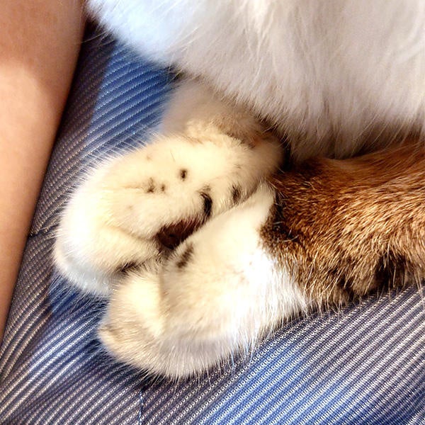 おてて（前足）を合わせてリラックスするのが好きなスタッフ猫（ぽんちゃん）