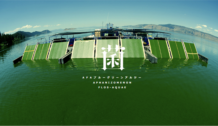 AFAブルーグリーンアルジー収穫風景