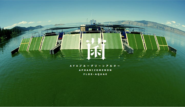 AFAブルーグリーンアルジー収穫風景