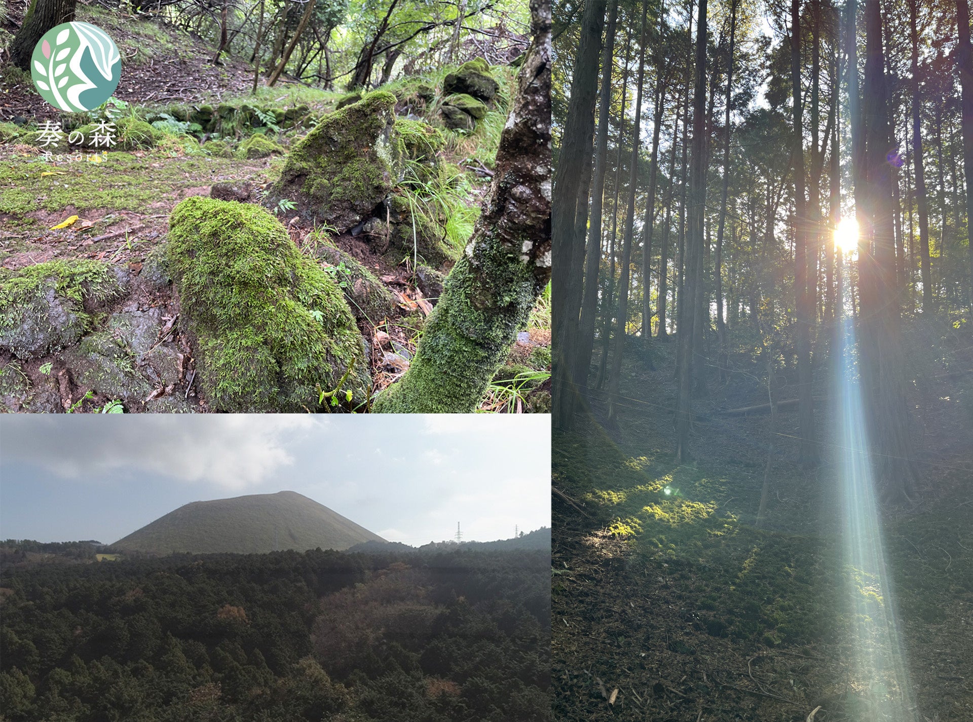 施設内森林と大室山