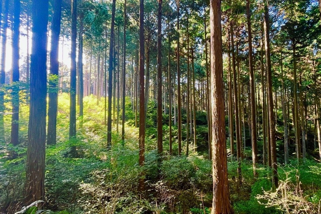 クロモジ森 イメージ