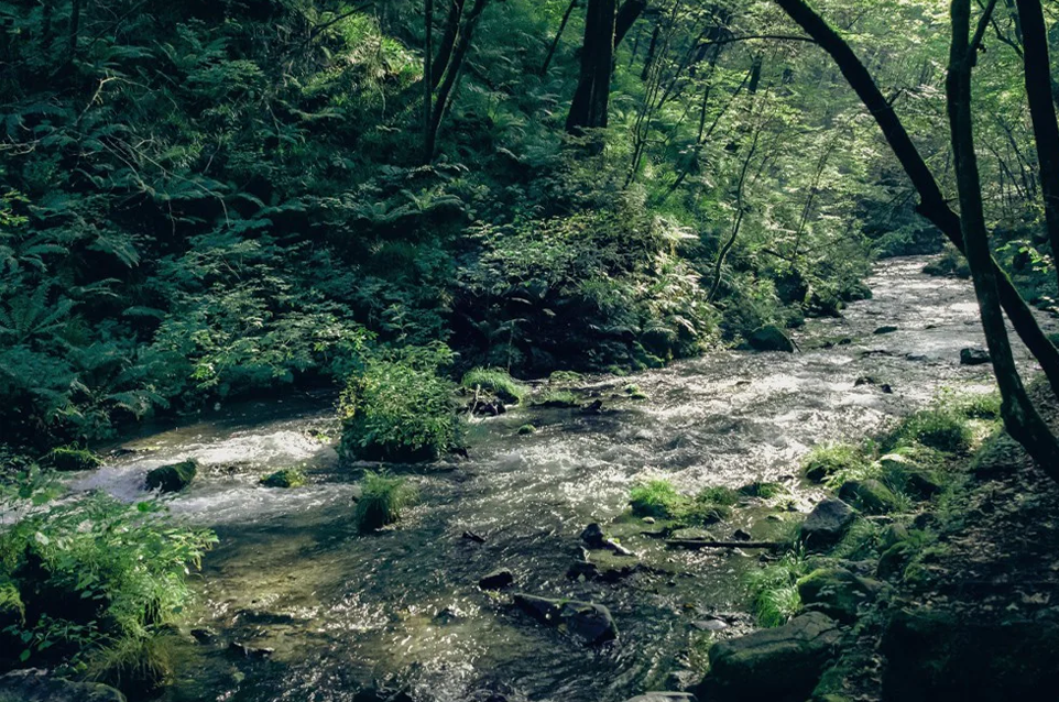 Serum Espresso（セラムエスプレッソ）