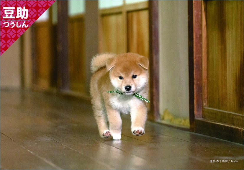 三省堂書店：卓上カレンダー特典