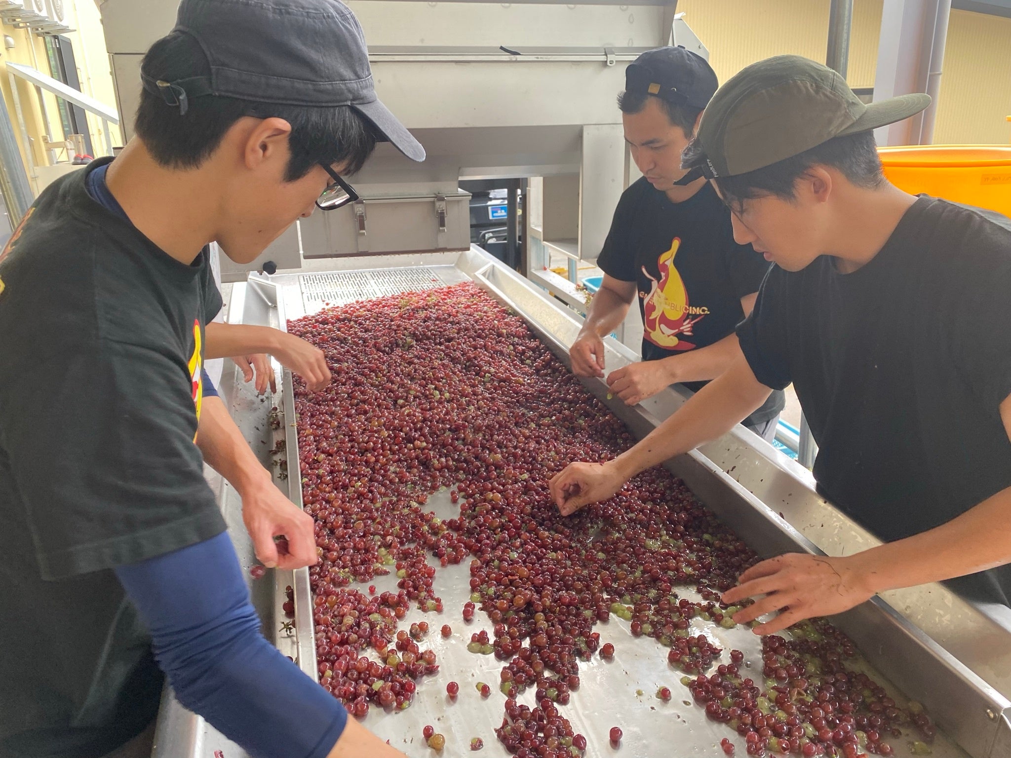 ブドウの選果の様子。