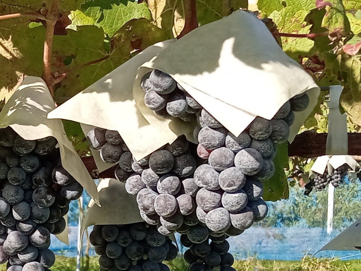 世界中で広く栽培されているカベルネ・フラン。