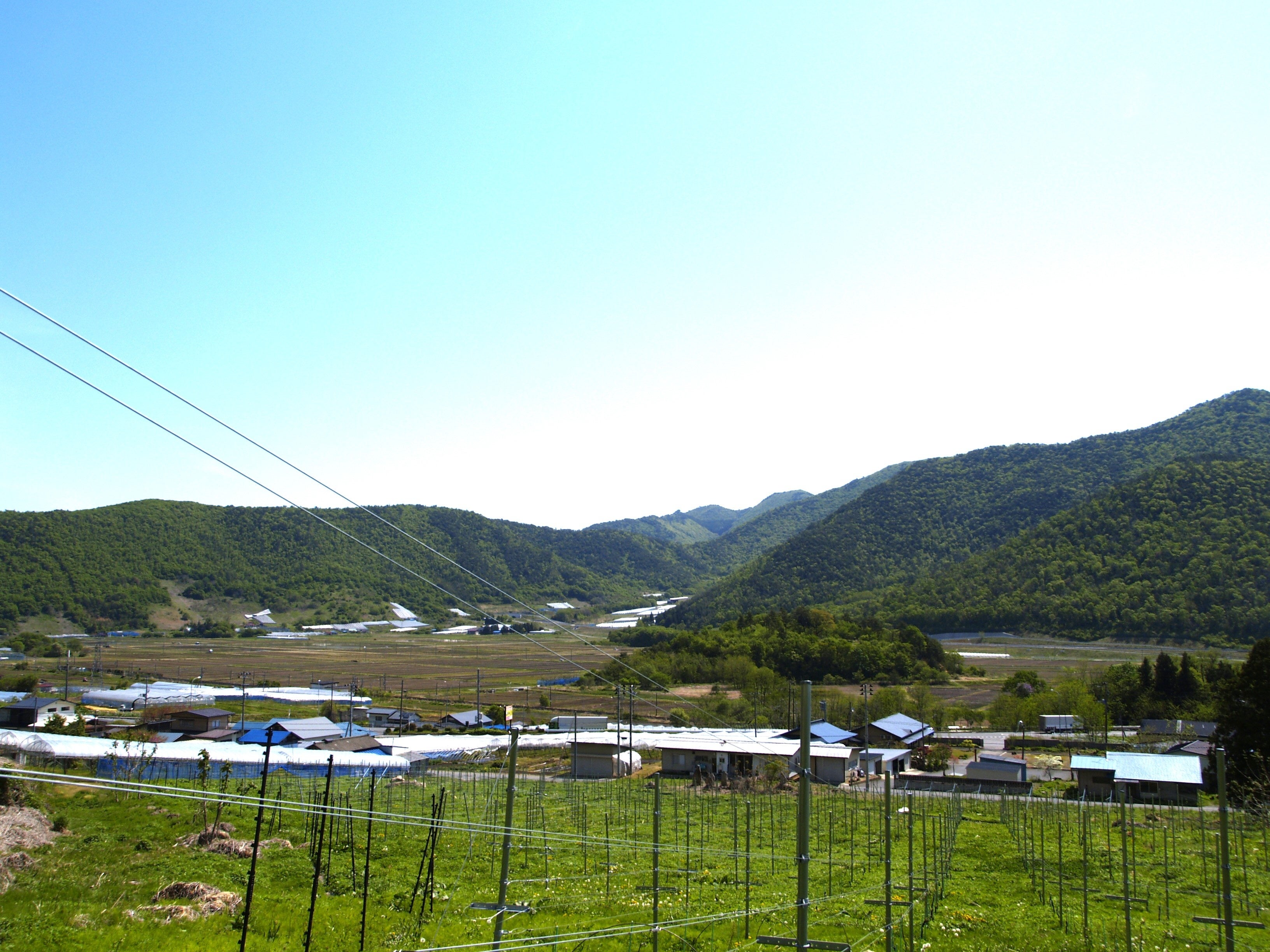 GRAPE REPUBLICの自社畑。