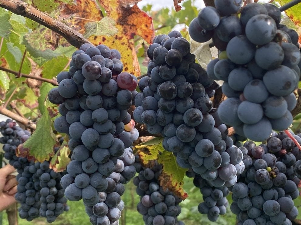 たわわに実ったスチューベン。