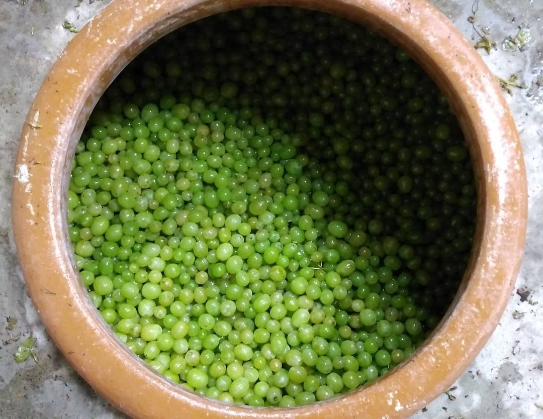 収穫後、アンフォラの中に皮ごと入れて発酵させる。写真のブドウは、シャインマスカット。