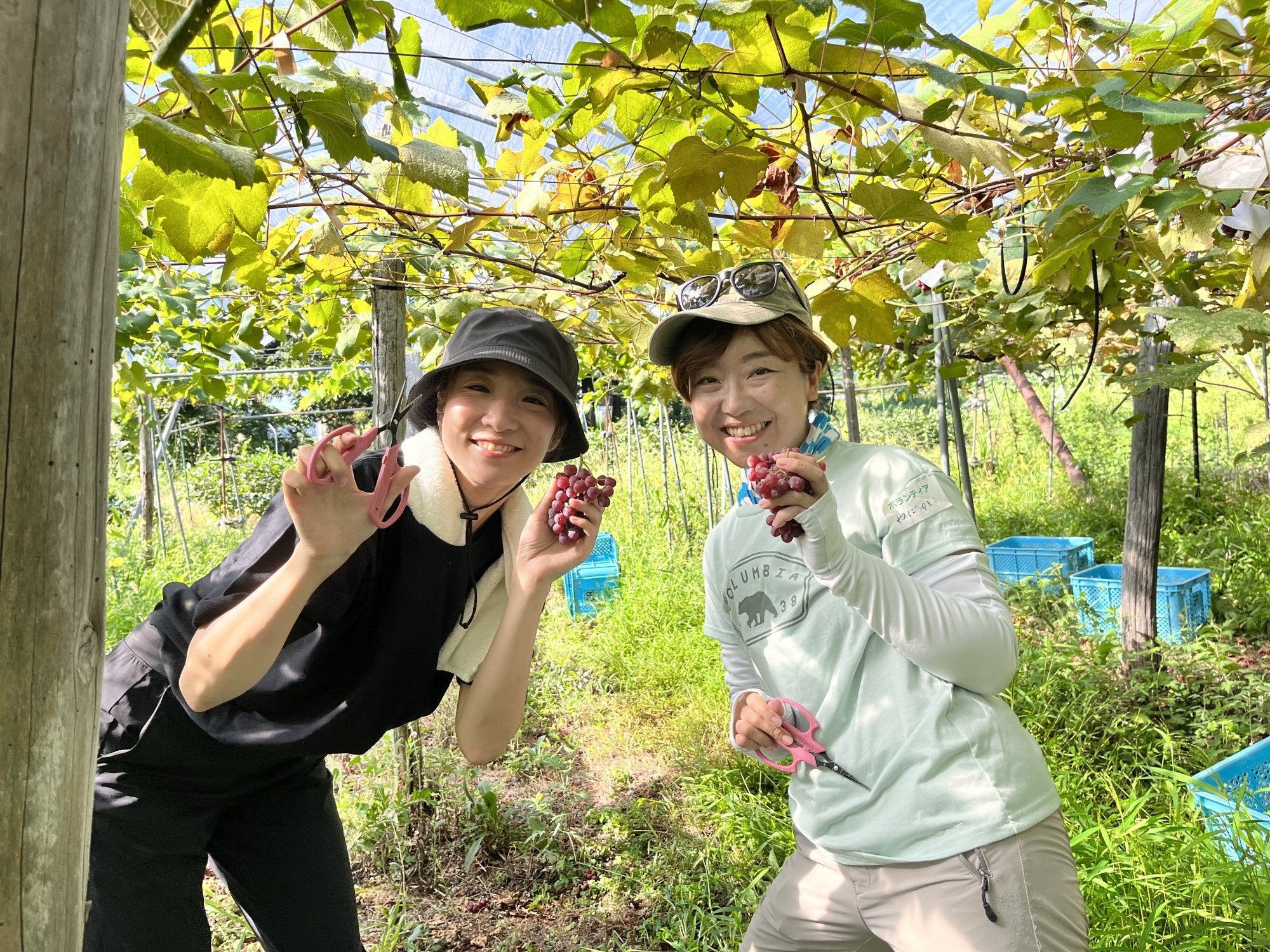 収穫時期には、ボランティアスタッフが全国から集まる（写真は2023年のもの）。