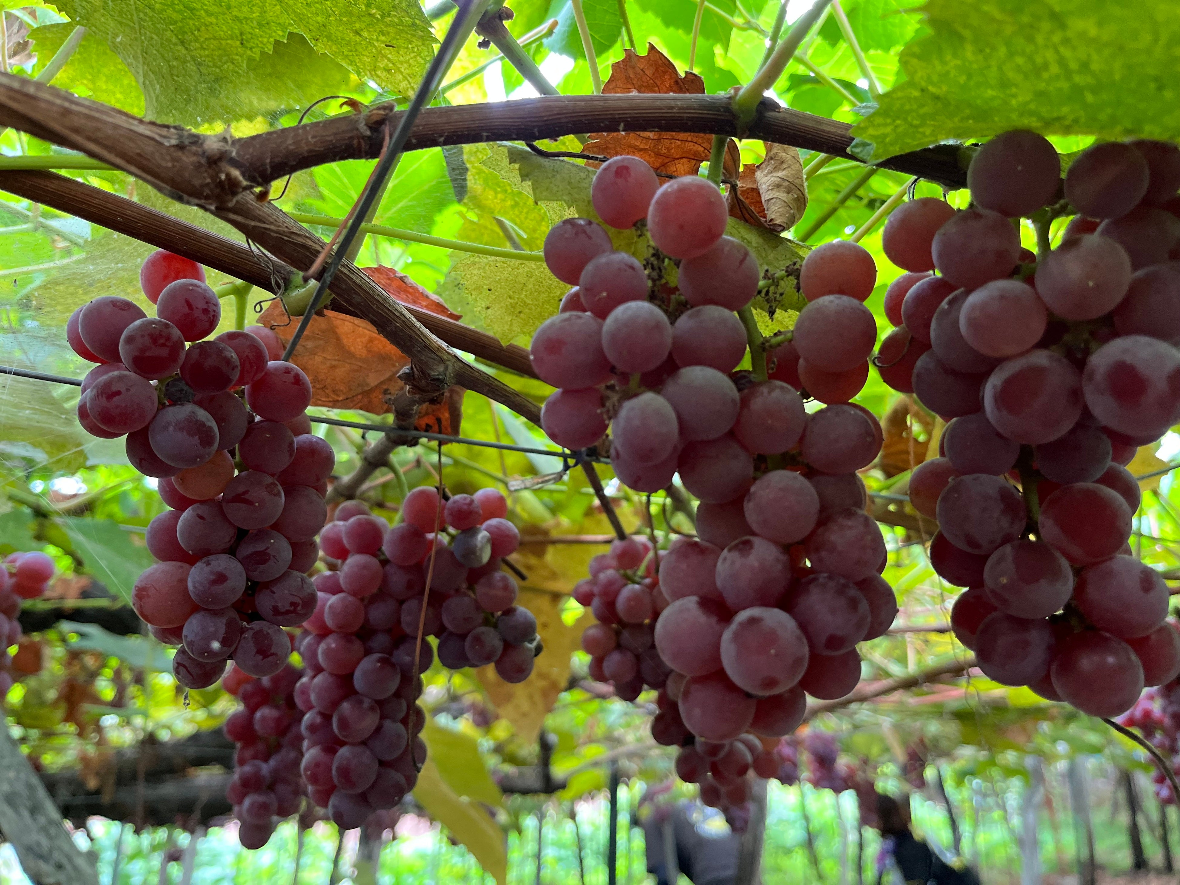 自社の有機栽培畑に実ったデラウェア