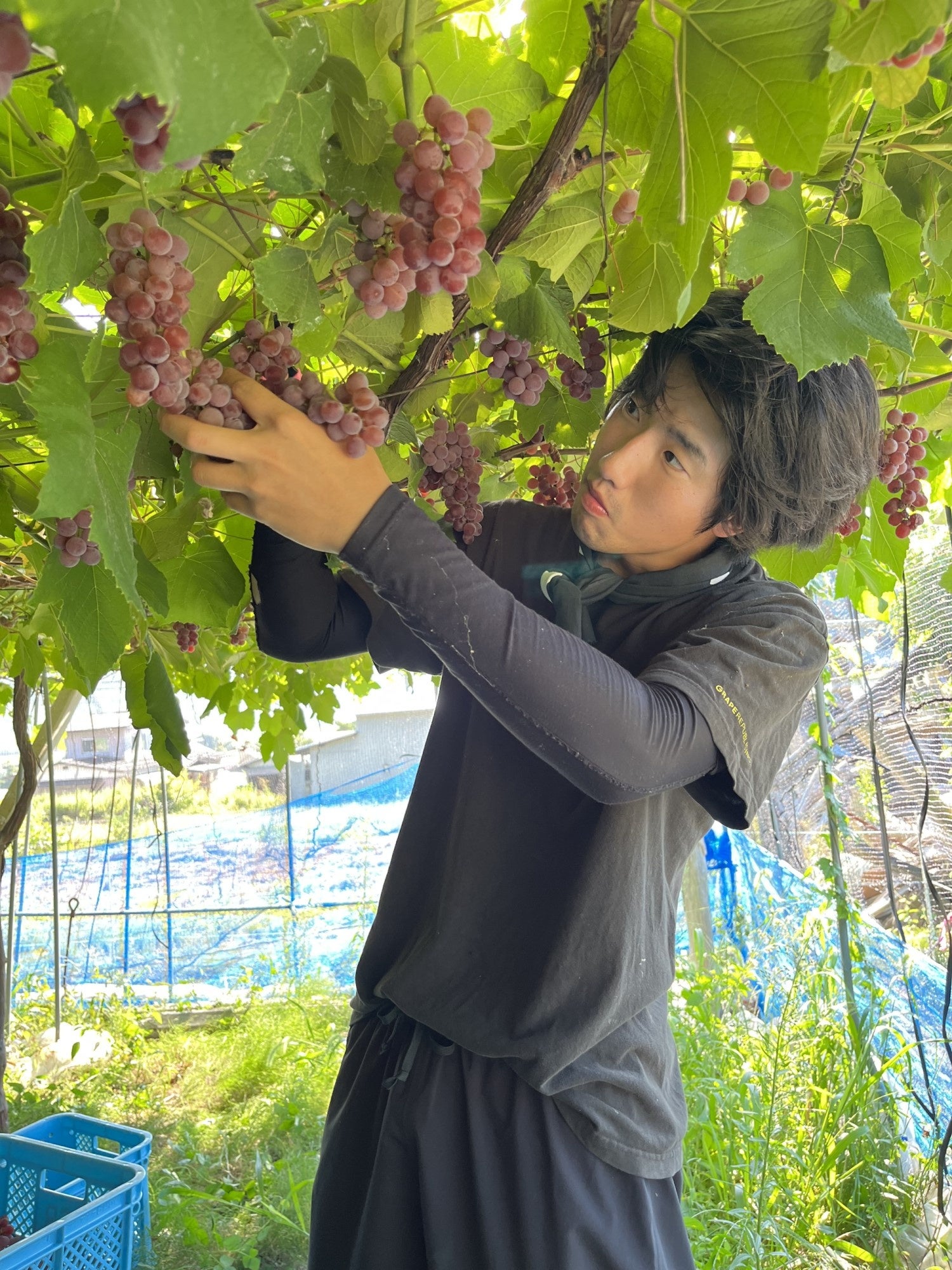 収獲風景（写真は2023年のもの）。