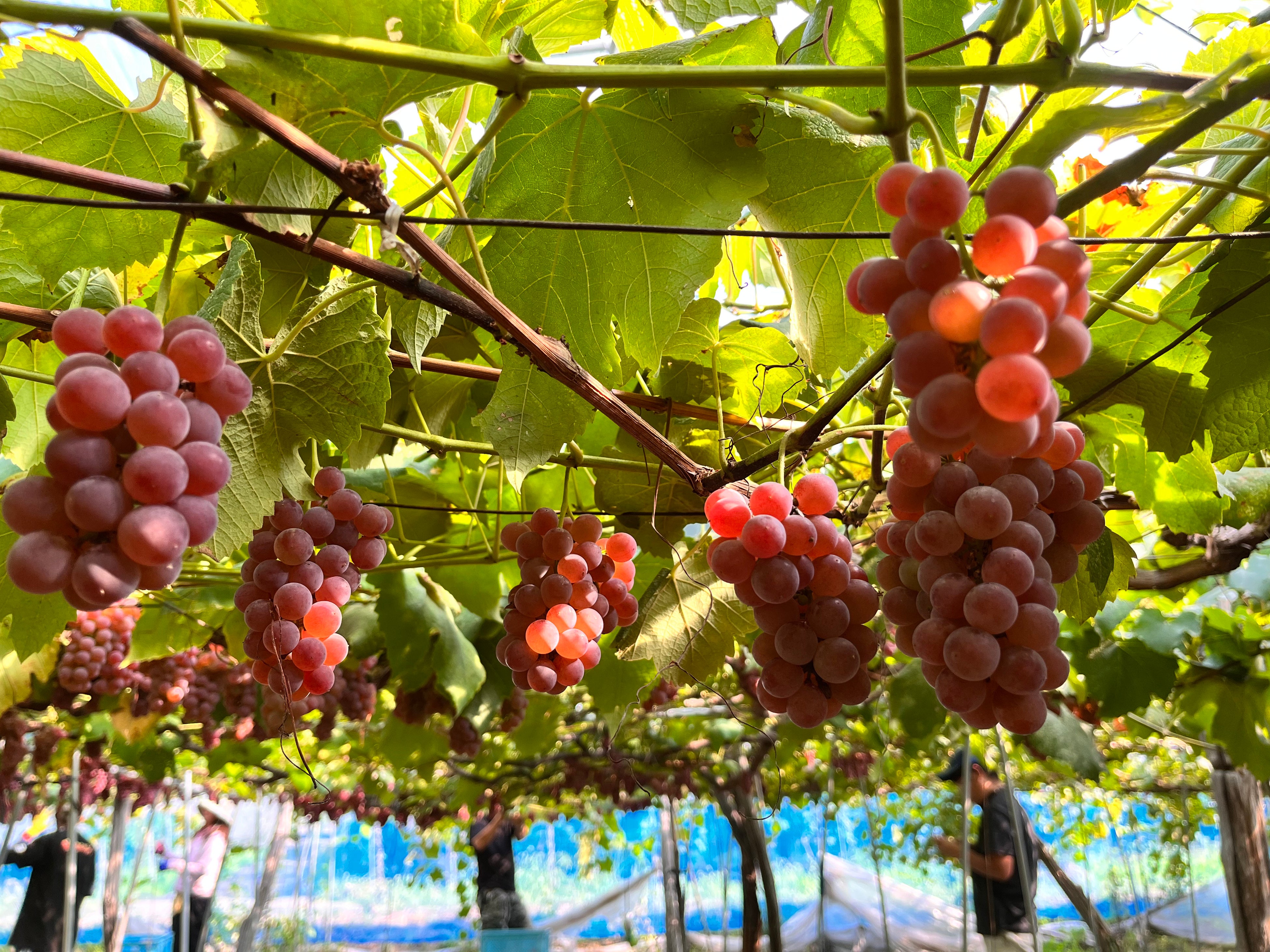 ピケットの原料になるデラウェア。