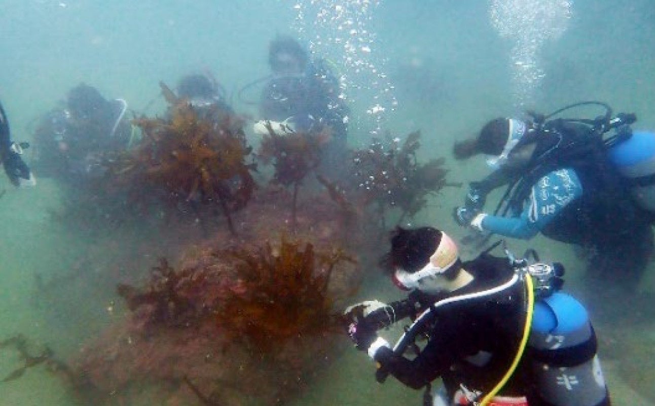 葉山アマモ協議会による藻場保全活動の様子