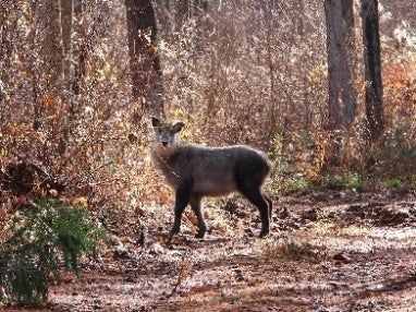 ニホンカモシカ