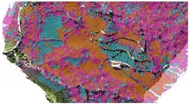 森林上空ドローン　レーザー計測データによる樹種分類