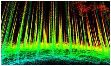 森林内ドローン　点群データ （宮崎県　鹿島社有林内のスギ林）