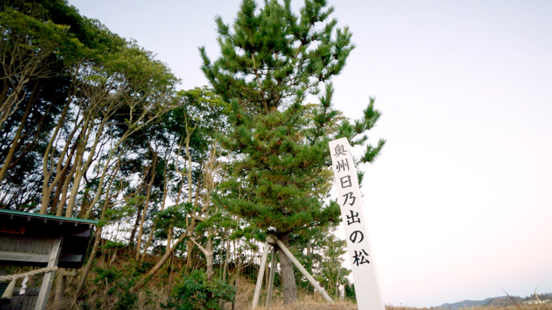 奥州日之出の松