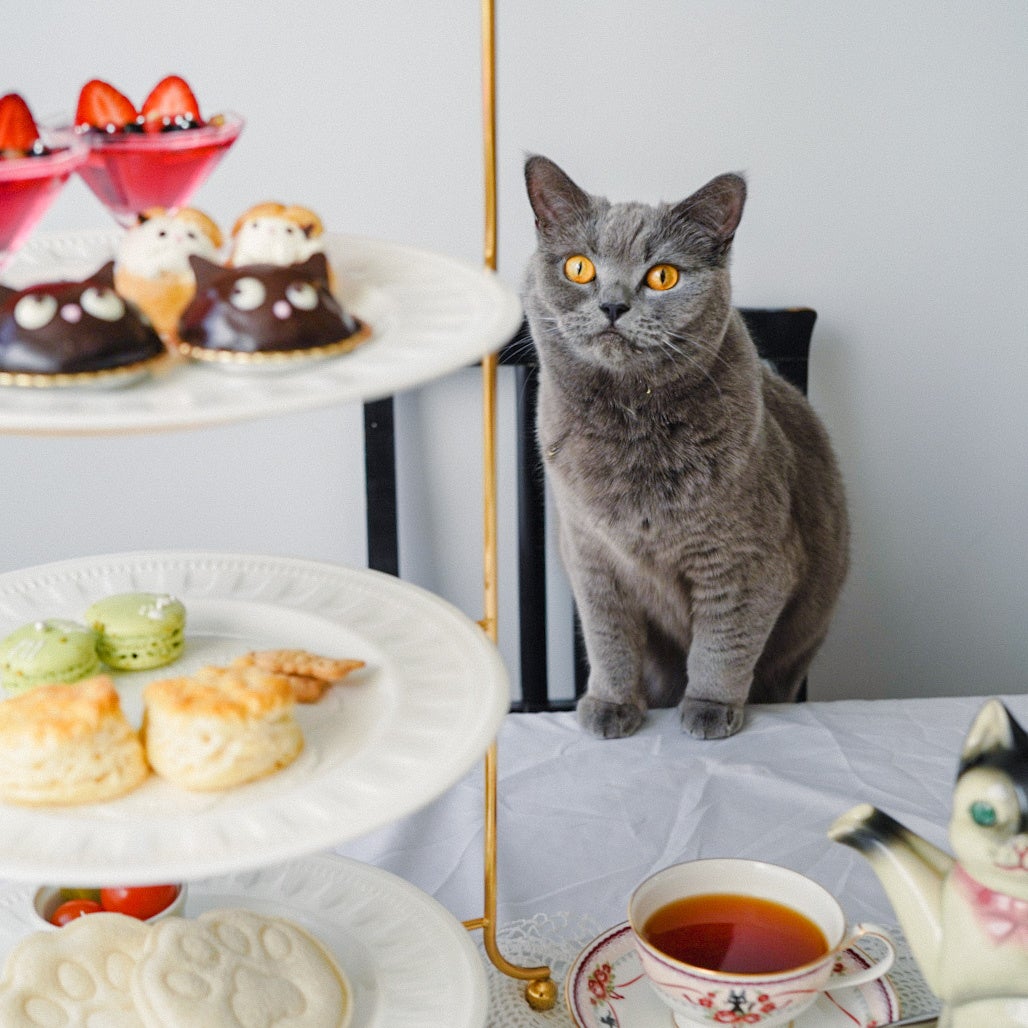 猫ちゃんも思わず食べたくなるかわいさ…⁉︎