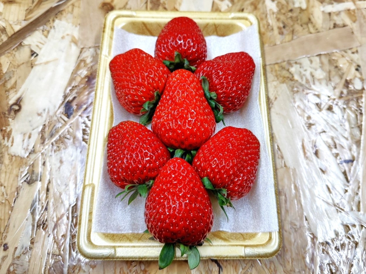 バイオマスミナフォームにイチゴを載せて配送