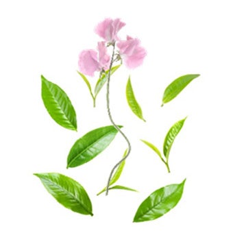 “ティーとスイートピー”