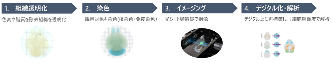 CUBICStars「オルガノイド・スフェロイドに特化した研究用試薬を
