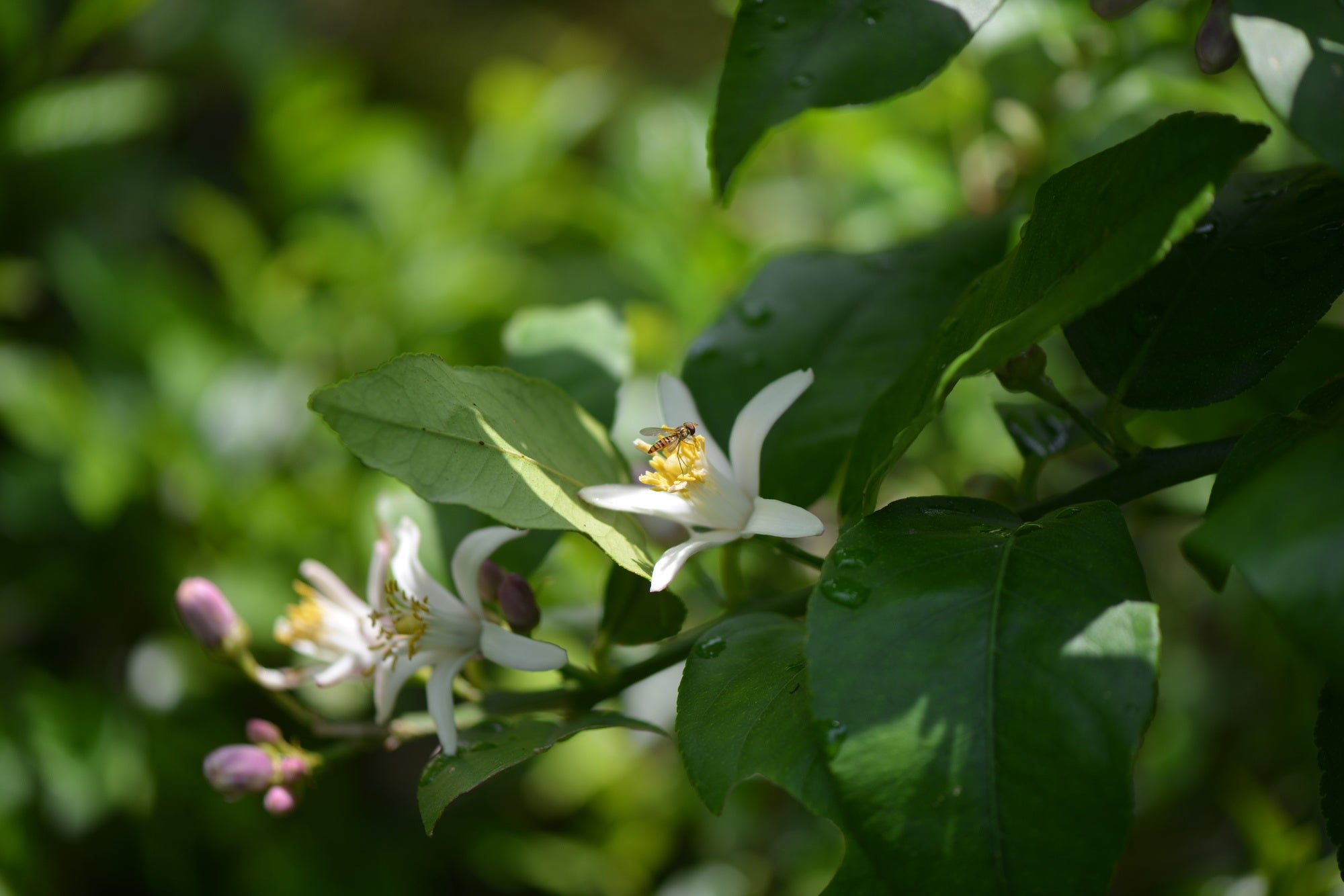 恋するくちどけ、純白の「awaはちみつ」から世界のはちみつを