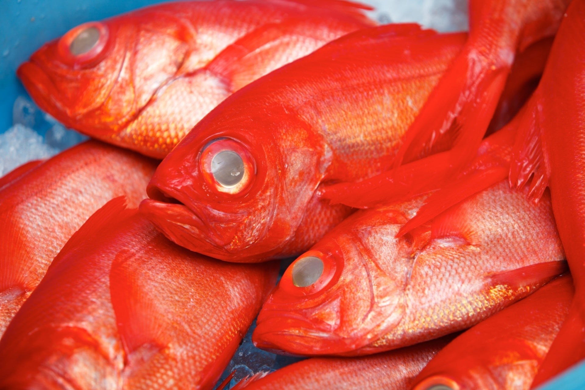 金目鯛関連の加工品を年間10万食以上製造