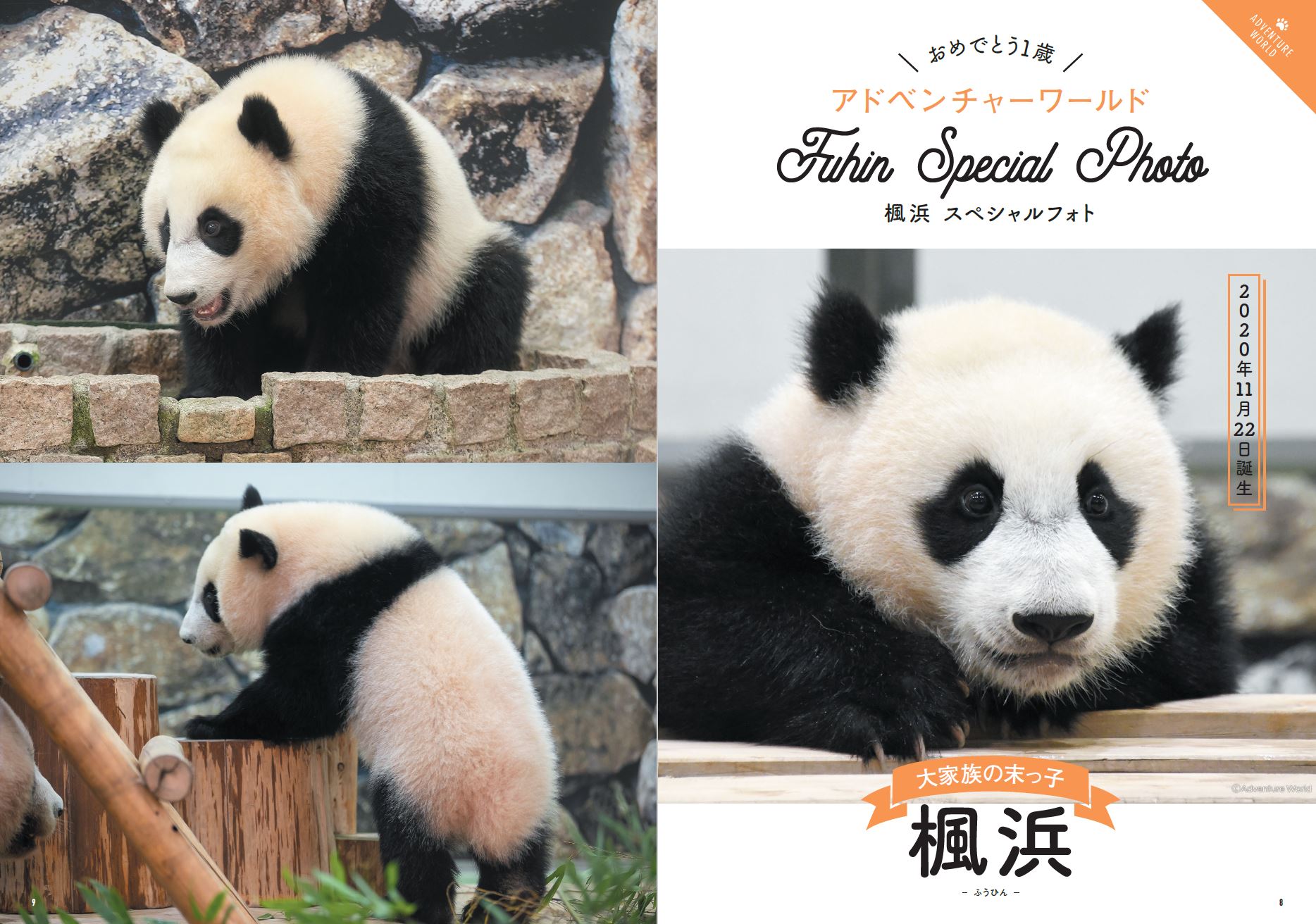 かわいすぎる の声が続々 Snsでも大反響 日本で会えるパンダ大集合 パンダぴあ 重版決定 シャオシャオ レイレイ 楓浜 シャンシャン 旦旦 Etc ぴあ株式会社のプレスリリース かわいすぎる の声が続々 Snsでも大反響 日本で会えるパンダ大集合 パンダぴあ 重版決定 シャオシャオ レイレイ 楓浜 シャンシャン 旦旦 Etc ぴあ株式会社のプレスリリース