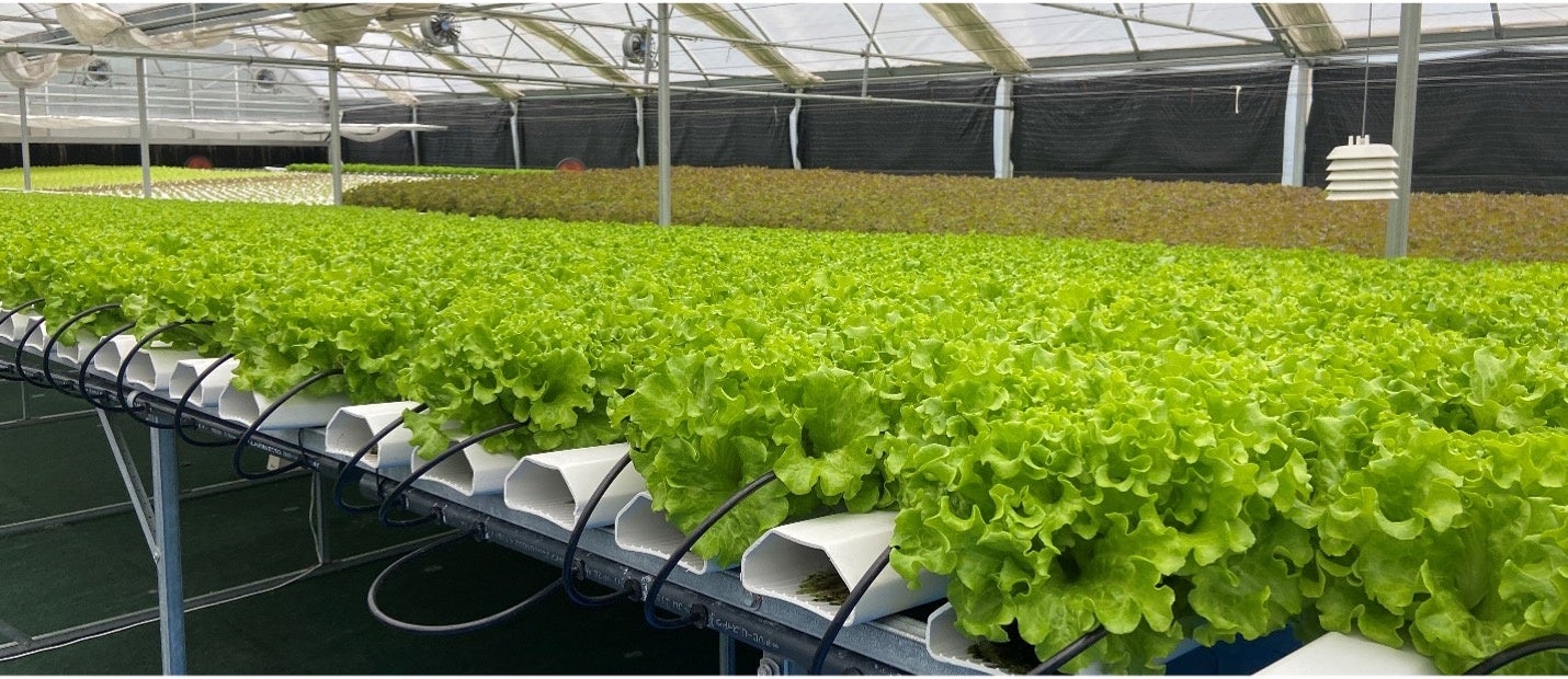 株式会社三ツ星ファーム、和歌山農園