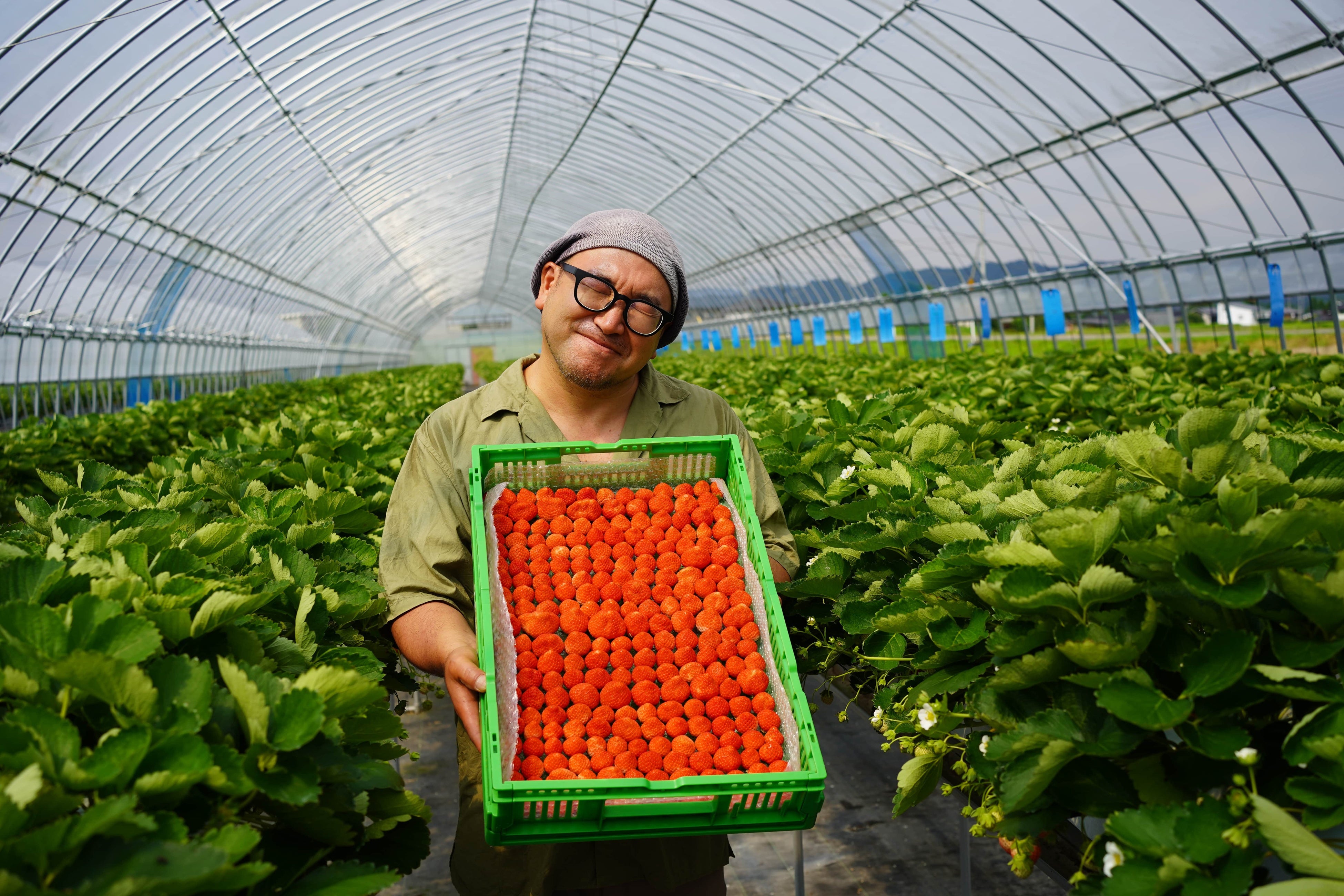 国産夏イチゴ】規格外イチゴの販売開始 フルーツロス削減の実現