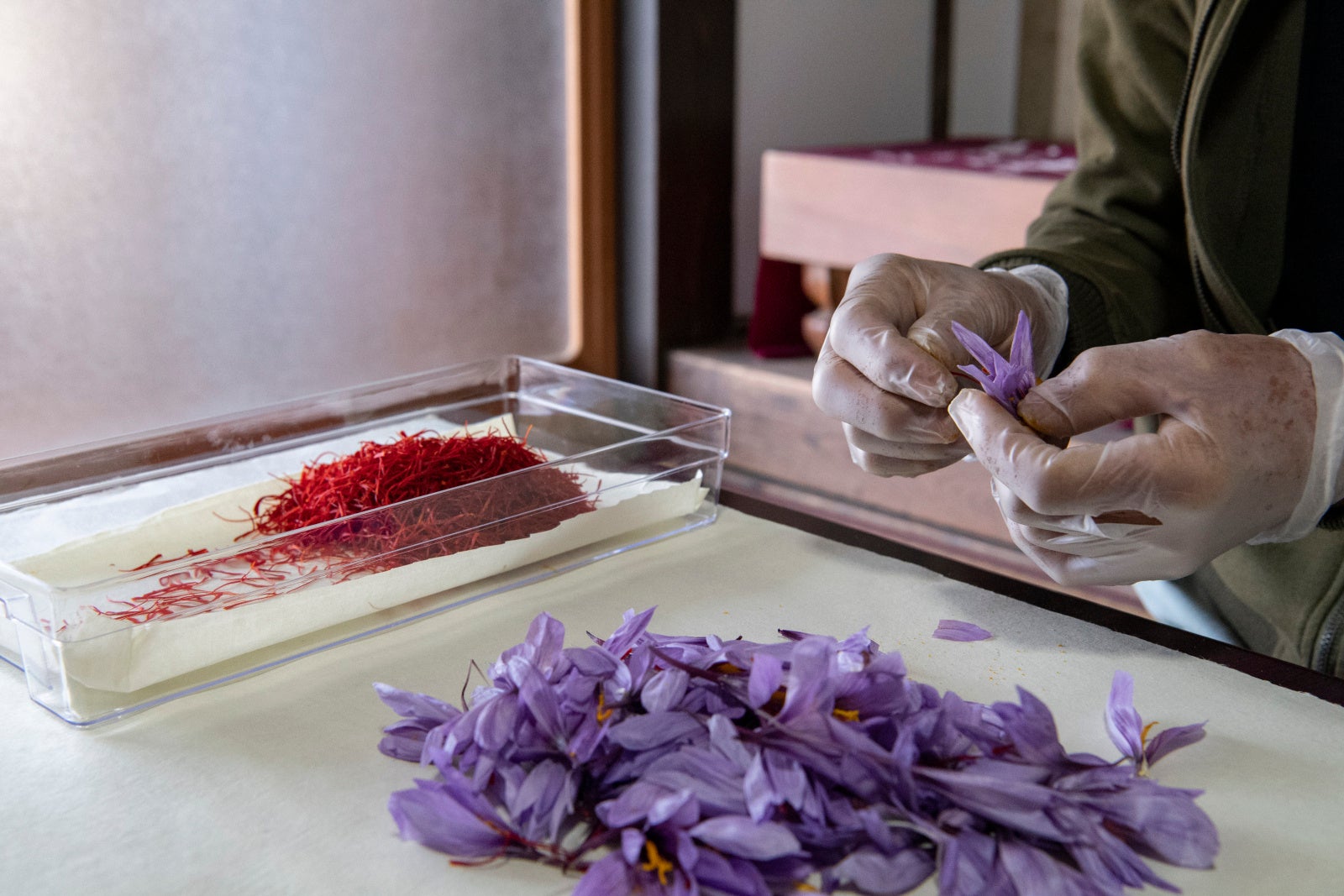 サフランの選別作業