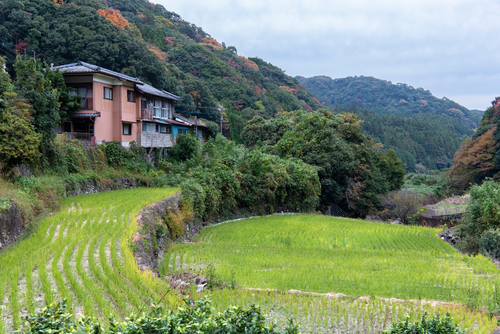 Akaitoサフラン®が育てられている佐賀県鹿島市早野瀬地区
