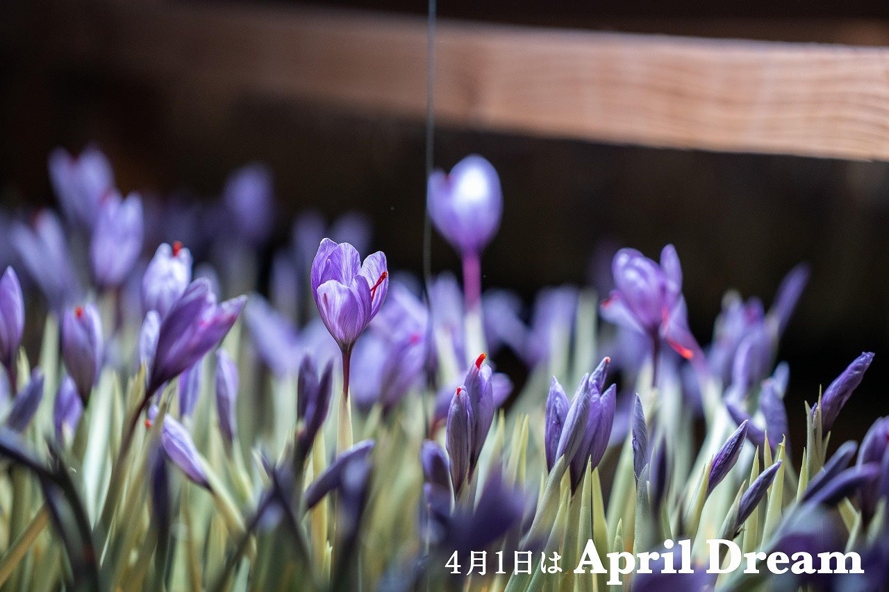 国産サフラン サフラン | Crocus sativus | かぎけん花図鑑