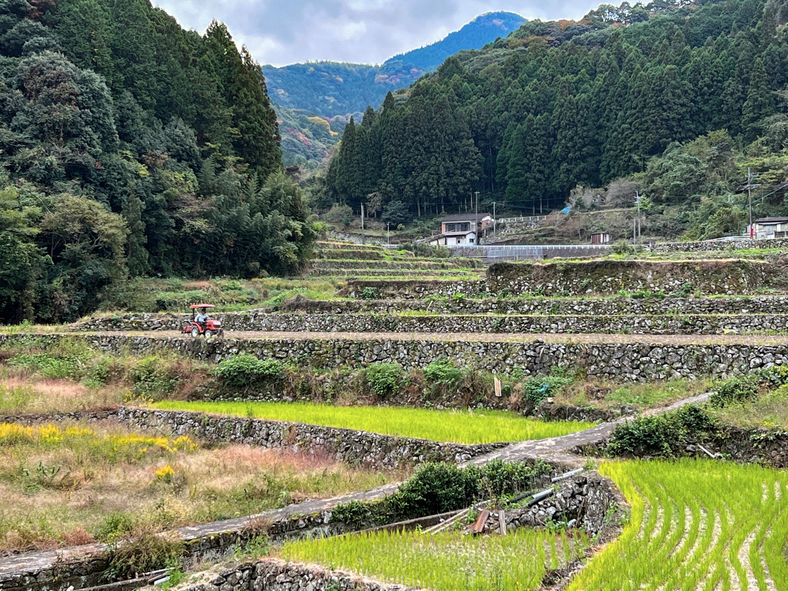 サフランの球根は棚田に埋められ、豊かな土壌の養分を吸収させた後に掘り起こします