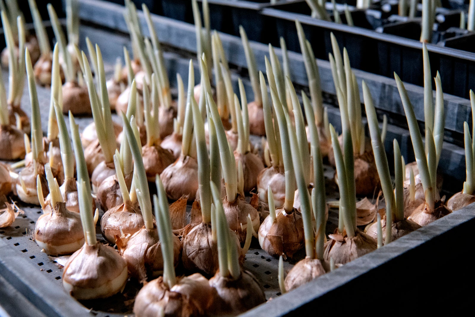 掘り起こした後は、空き家となった民家の中で球根栽培で育てられます