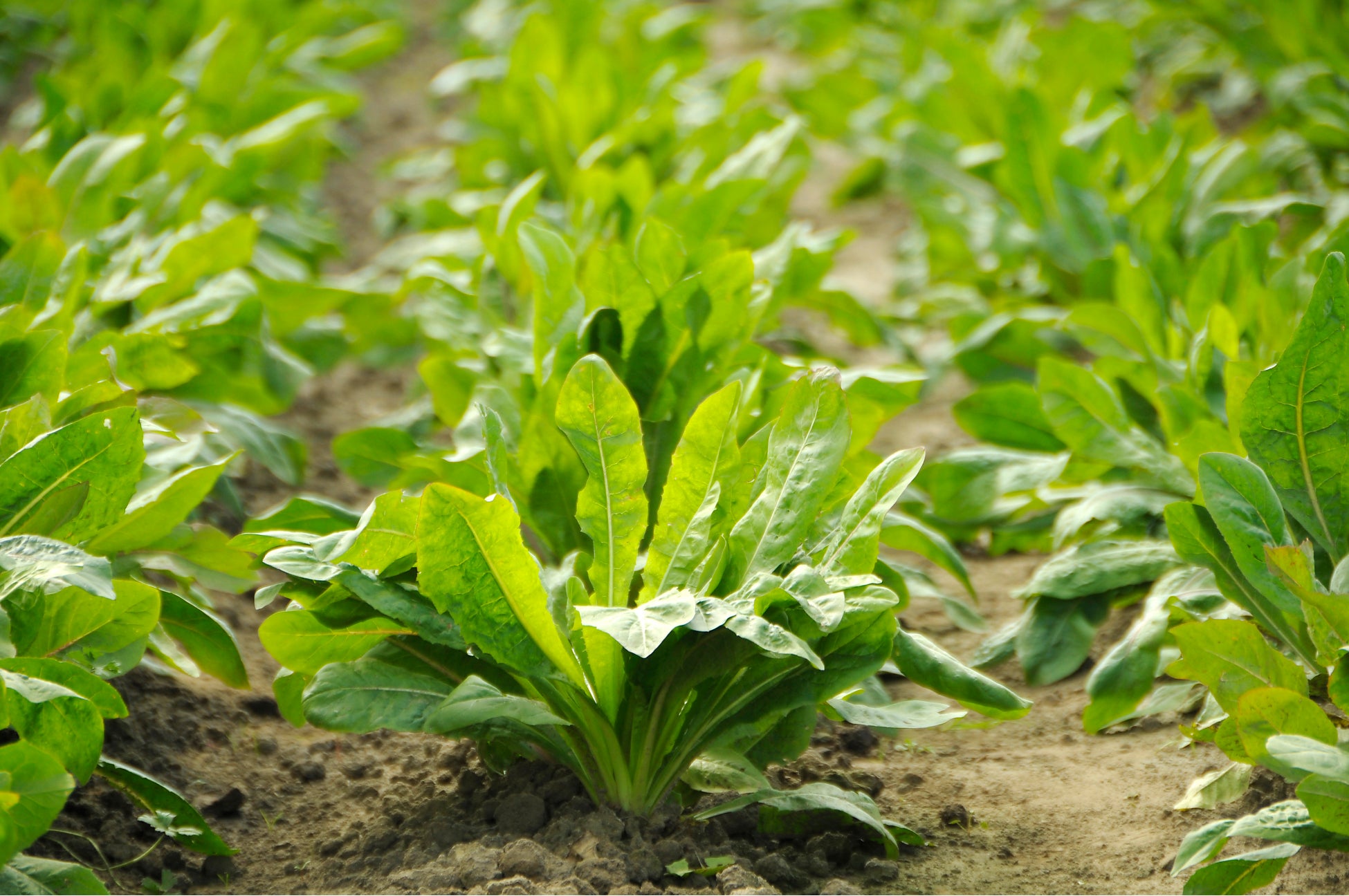 野菜の「チコリ」の根から抽出・精製した食物繊維を配合。