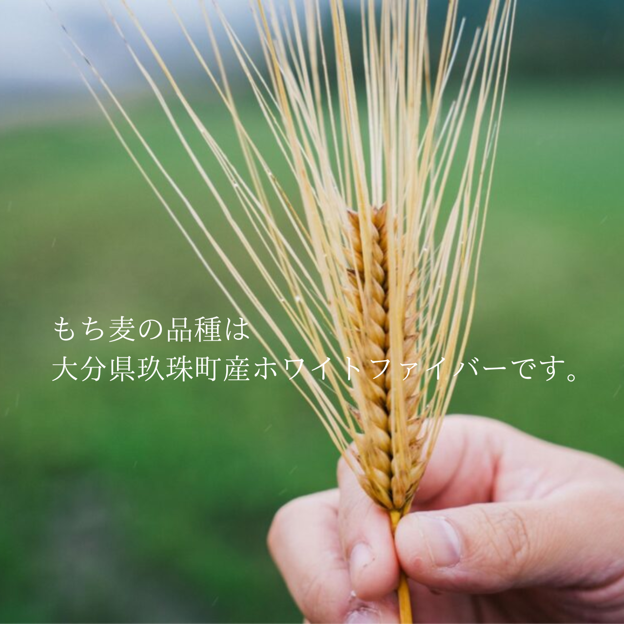 ホワイトファイバー