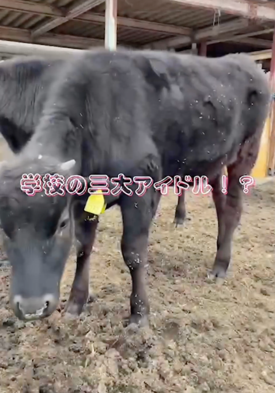 瀬戸南高校の動画