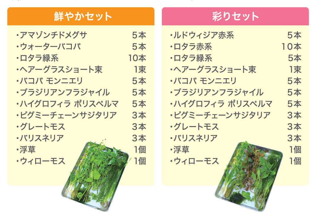 新企画「水草が自宅に届く水槽セット！」ジェックス株式会社が自然を
