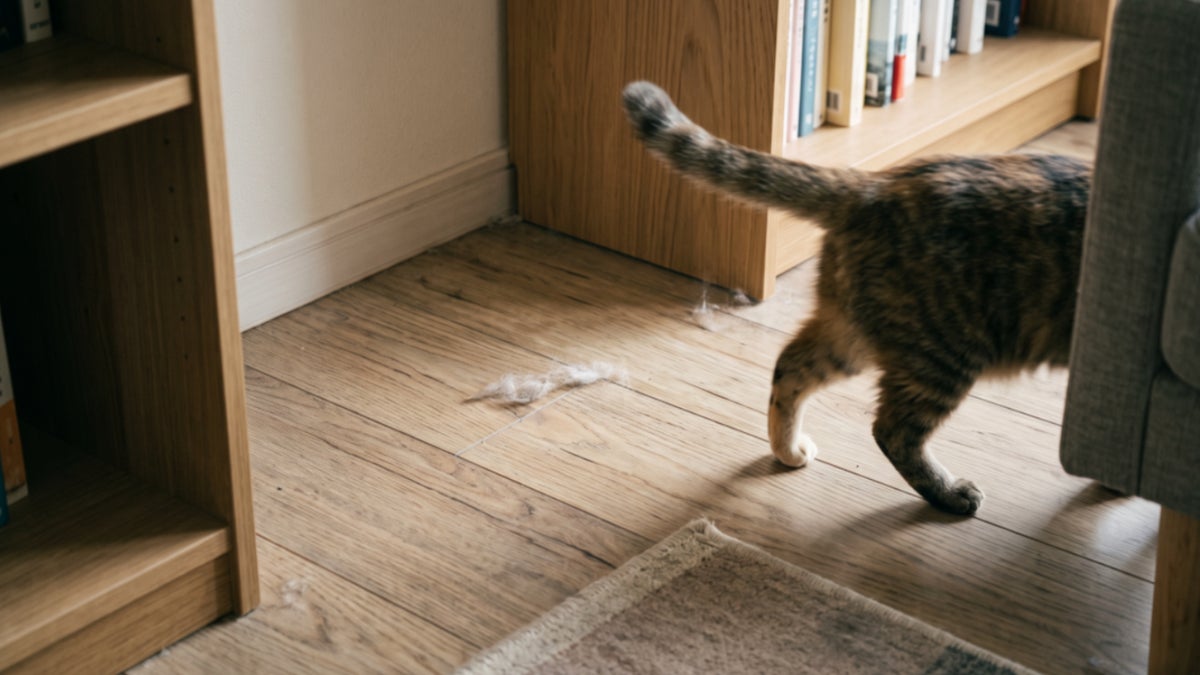 床の抜け毛を24時間集めつづける!ジェックスのペット専用集毛機「PURE PET FUR SWEEPER」が11月24日発売