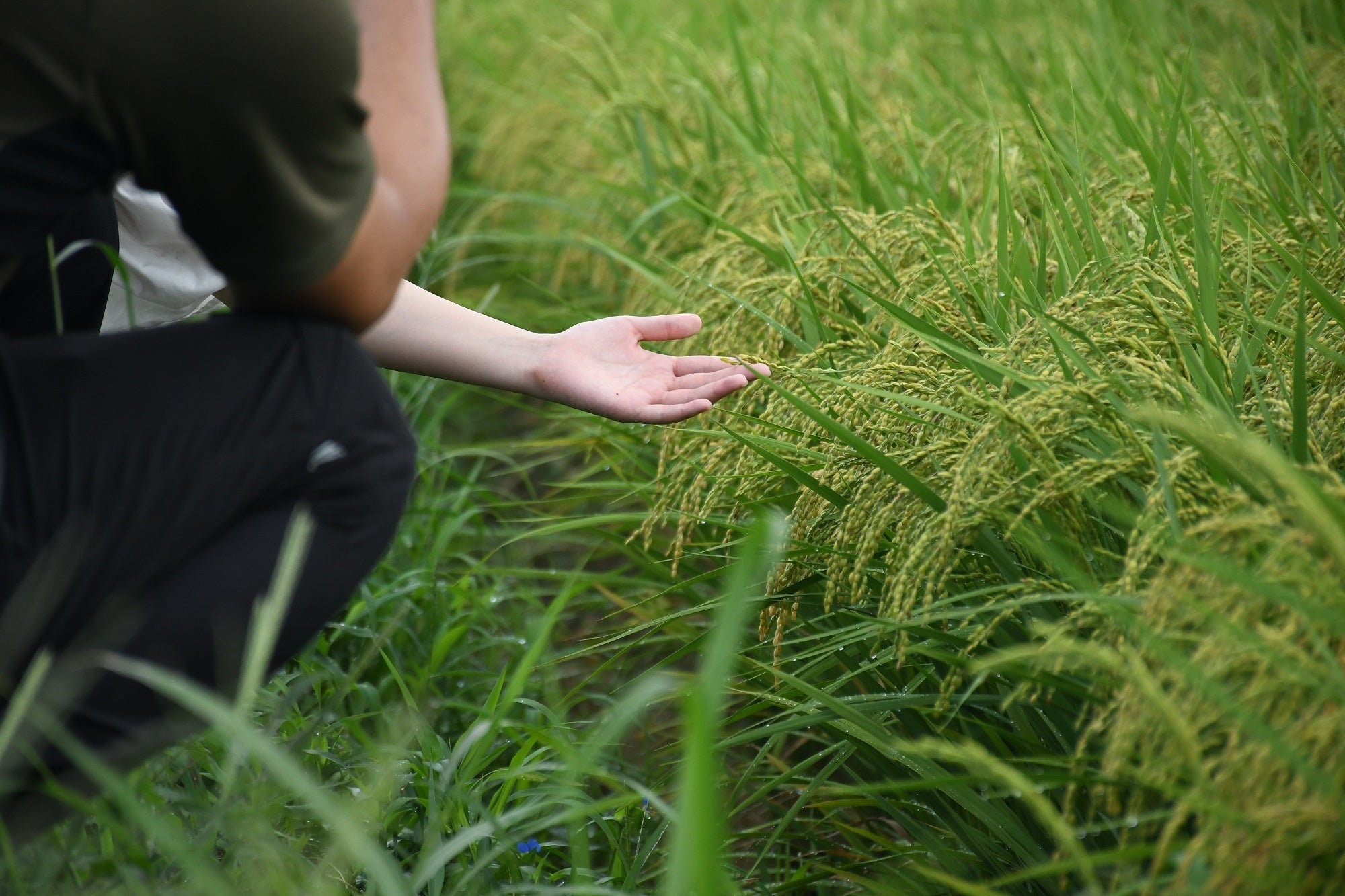 県内一の米どころで収穫体験