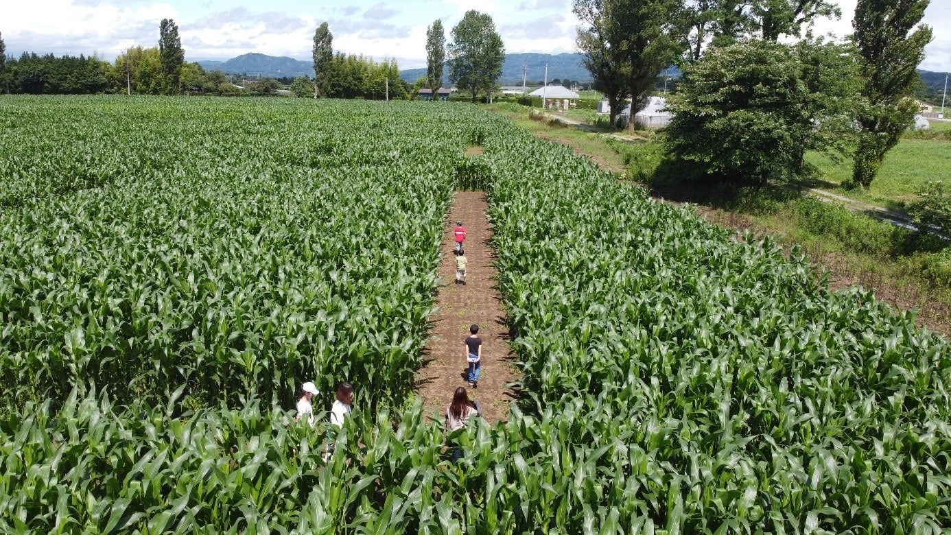 7月から岩瀬牧場内に開設する、大人の背丈より高いトウモロコシ畑を利用した東北最大級迷路(鏡石町)